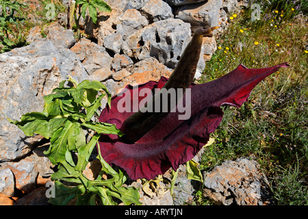 Dracunculus vulgaris, Dragon arum, grande drago Foto Stock