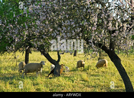 Le pecore e i mandorli in fiore. Vicino a Binissalem village. Isola di Maiorca. Spagna Foto Stock