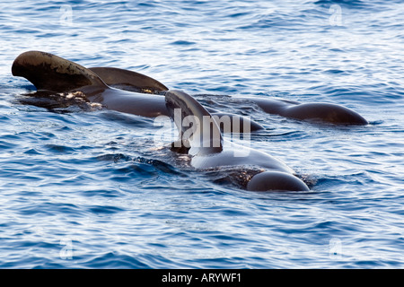 Un gruppo di balene pilota la migrazione insieme. Foto Stock