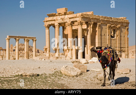 Tempio di Baal Shamin, tra le rovine di antiche Tadmor, Palmyra, Siria centrale, Medio Oriente. DSC 5958 Foto Stock