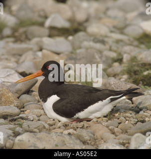 Oystercatcher incubazione di uova nel nido GBIM 1026 Foto Stock