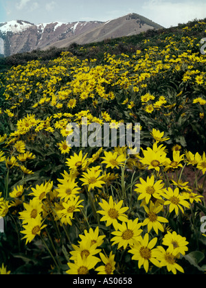 Un secco Idaho hillside è coperto con giallo Arrowleaf Balsamroot blumi come la neve si scioglie in primavera Foto Stock