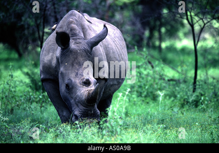 White Rhino nelle colline Matopos Parco Nazionale dello Zimbabwe Foto Stock