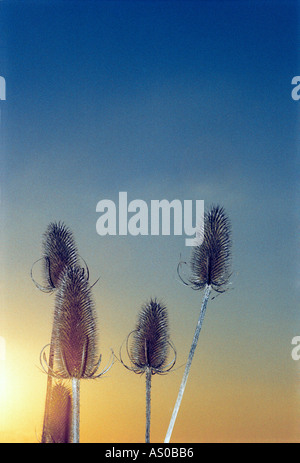 Reeds contro un tramonto Foto Stock