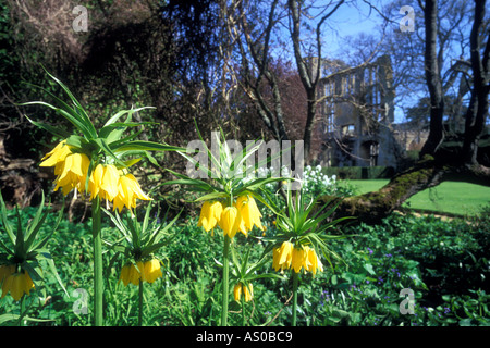 Crown imperial fiori che hanno un odore sgradevole nei giardini del Castello di Sudeley Foto Stock