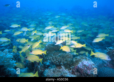 Scuola di striscia blu snapper Lutjanus kasmira Grande Barriera Corallina in Australia Foto Stock