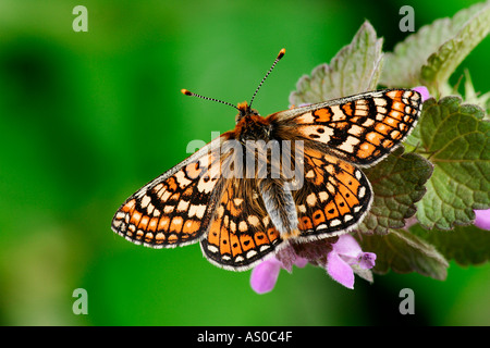 Marsh Fritillary Euphydryas aurinia ensoleillement con alette aperte Foto Stock