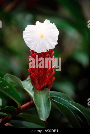 Crêpe zenzero (costo speciosus), Costa Rica Foto Stock