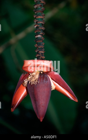Banana Flower Costa Rica Foto Stock