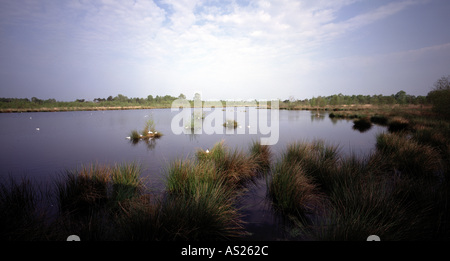 De Grote Peel, Nationalpark, Foto Stock