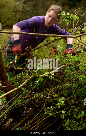 Hedgelayer femmina a lavorare su una siepe sovradimensionate vicino a Brecon Galles POWYS REGNO UNITO GB Foto Stock