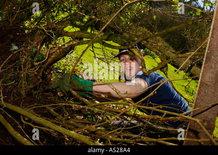 Femmina dello strato di copertura a lavorare su una siepe ricoperta in campagna vicino a Brecon Galles POWYS REGNO UNITO Foto Stock