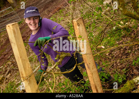 Femmina dello strato di copertura a lavorare su una siepe ricoperta in campagna vicino a Brecon Galles POWYS REGNO UNITO Foto Stock