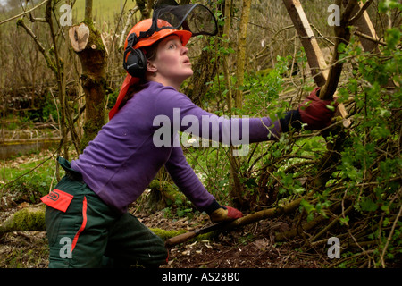 Femmina dello strato di copertura a lavorare su una siepe ricoperta in campagna vicino a Brecon Galles POWYS REGNO UNITO Foto Stock