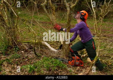 Femmina dello strato di copertura a lavorare su una siepe ricoperta in campagna vicino a Brecon Galles POWYS REGNO UNITO Foto Stock