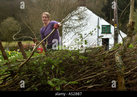 Femmina dello strato di copertura a lavorare su una siepe ricoperta in campagna vicino a Brecon Galles POWYS REGNO UNITO Foto Stock