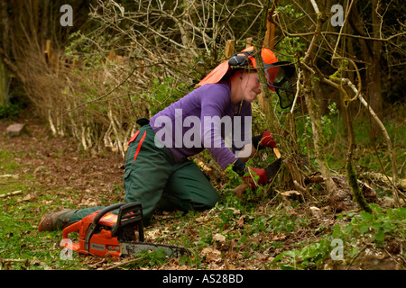 Femmina dello strato di copertura a lavorare su una siepe ricoperta in campagna vicino a Brecon Galles POWYS REGNO UNITO Foto Stock