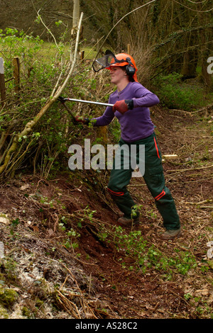 Femmina dello strato di copertura a lavorare su una siepe ricoperta in campagna vicino a Brecon Galles POWYS REGNO UNITO Foto Stock