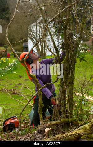 Femmina dello strato di copertura a lavorare su una siepe ricoperta in campagna vicino a Brecon Galles POWYS REGNO UNITO Foto Stock