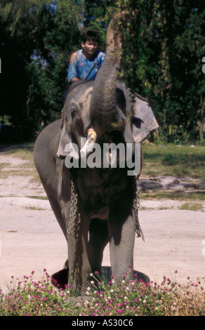 76 anni di elefante asiatico (Elephas maximus) con tronco sollevato e mahout o conducente seduto in cima, Pattaya al villaggio degli elefanti, Thailandia Foto Stock