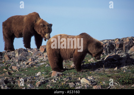 Orso bruno Ursus arctos posteriore maschio femmina di accoppiamento anteriore stagione Cape Douglas Katmai National Park in Alaska Foto Stock