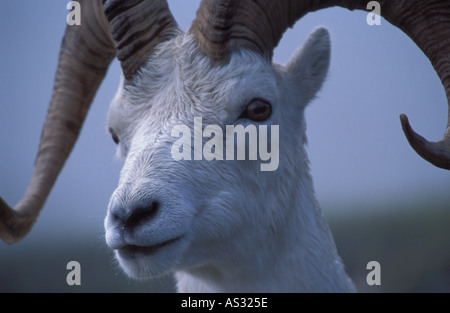 Dall ram ovis dalli testa ritratto Primrose Ridge Alaska Range Denali National Park USA Foto Stock