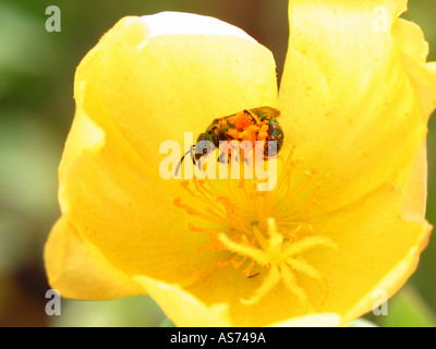 Una piccola ape come insetto raccoglie il polline di un giallo portulaca Foto Stock
