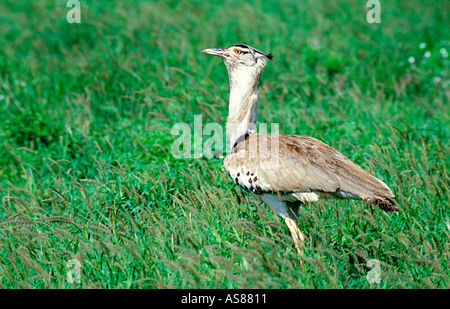 Kori Bustard Ardeotis kori mondo più pesante del volo di uccelli arrivano fino a 18kg e fino a 50 Masai Mara riserva nazionale del Kenya di AFR Foto Stock