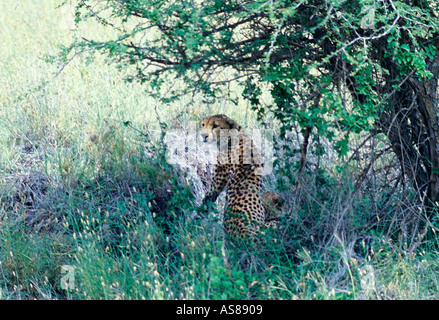 Coppia di ghepardi Acinonyx jubatus sotto un albero del Parco Nazionale di Nairobi Kenya Africa Foto Stock