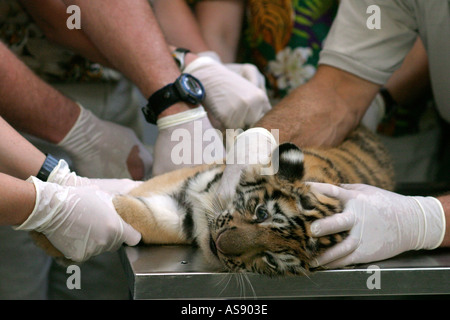 I veterinari esaminare 9 settimane vecchio in via di estinzione tigrotto presso lo zoo di Detroit Foto Stock