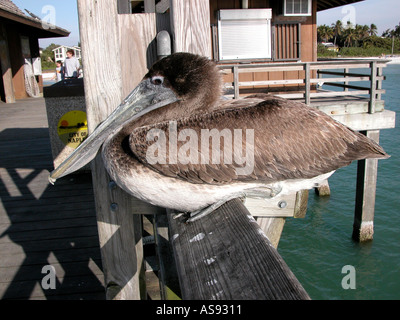 Pelican posatoi su Napoli Molo della Florida Foto Stock