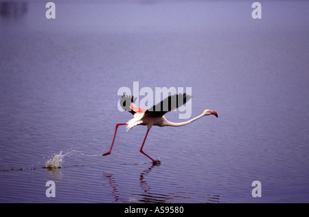 Un fenicottero maggiore in esecuzione al fine di prendere il largo sulle acque del lago Magadi cratere di Ngorongoro Tanzania Africa orientale Foto Stock