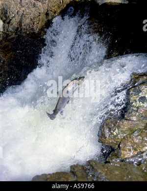Saltando il salmone Salmo Salar a monte sul suo su di esso la migrazione sul fiume GFIM 1012 Foto Stock