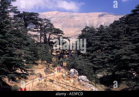 Cedri del Libano monte Libano, del paese emblema nazionale. Foto Stock