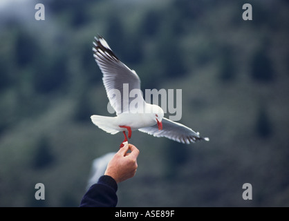 Alimentazione manuale seagull dal ponte del traghetto Inter Island in Nuova Zelanda Foto Stock