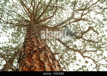 Guardando in alto lungo il tronco di un alto il vecchio albero di pino Foto Stock