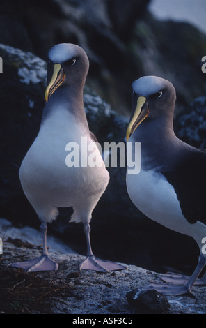 Albatro Pacifico settentrionale mollymawk Buller s albatross coppia al tramonto medio isola sorella Isole Chatham Nuova Zelanda Foto Stock