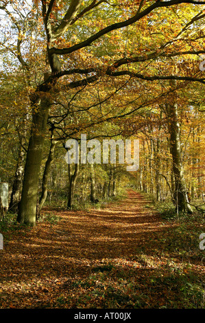 Rosso e marrone dei mesi autunnali illustrata da un sentiero che passa nella distanza attraverso i fitti boschi Foto Stock