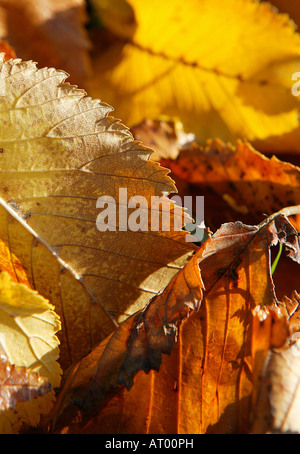 Rosso e marrone dei mesi autunnali illustrato da foglie sul terreno in una pila Foto Stock