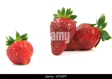 Due grandi e una piccola fragola focus sulla sinistra uno isolato su sfondo bianco di frutta e verdura Foto Stock