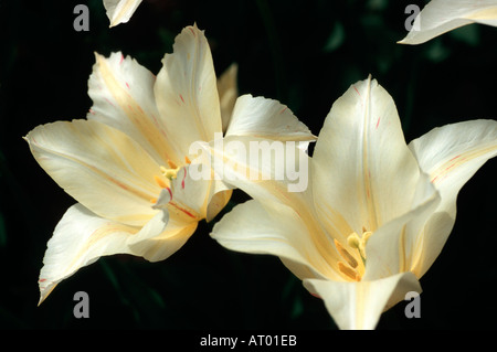 White tulipani a Keukenhof Spring Gardens South Holland Olanda Foto Stock