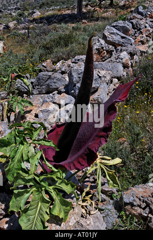 Dracunculus vulgaris, Dragon arum, grande drago Foto Stock