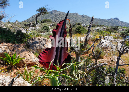 Dracunculus vulgaris, Dragon arum, grande drago Foto Stock