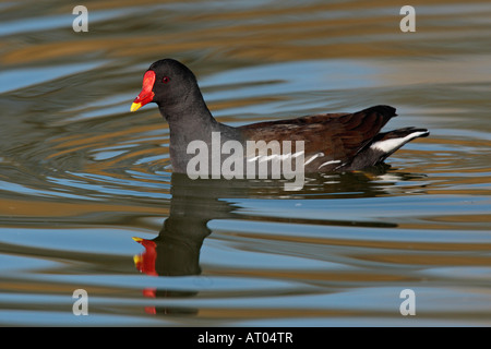 Moorhen Gallinula chloropus sull'acqua con la riflessione Verulamium Park, St Albans Foto Stock