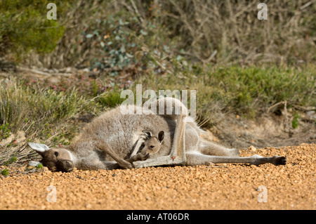 Grigio occidentale Canguro (Macropus fuliginosus) madre morta con 3 mesi di Joey ancora nella sua sacca Fitzgerald fiume NP Australia Foto Stock