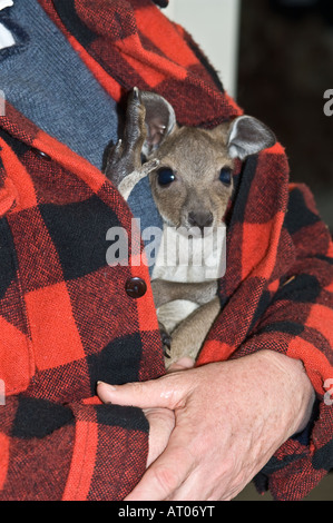 Orphan occidentale Canguro grigio Macropus fuliginosus 3 mesi Joey ha preso il largo dalla cura da K. Collins Banksia Farm Mt. Barker Au Foto Stock