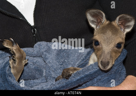 Grigio occidentale Canguro Macropus fuliginosus 3 mesi Joey prese a cura dopo la madre è stata uccisa sulla strada Foto Stock