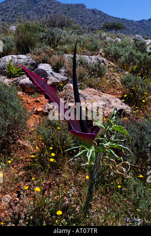 Dracunculus vulgaris, Dragon arum, grande drago Foto Stock