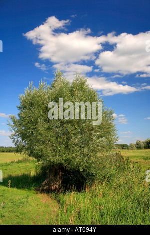 Salice bianco Salix alba pollarded salici su un Cambridgeshire acqua prato Inghilterra Gran Bretagna REGNO UNITO Foto Stock