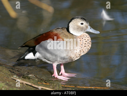 Di inanellare Teal Drake, Callonetta leucophrys, maschio adulto Foto Stock